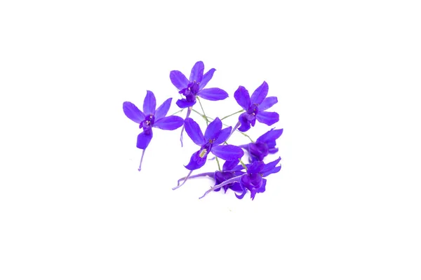 Consolida regalis, forking larkspur, rocket-larkspur, field larkspur, delphinium flower, close-up, isolated on white — Stock Photo, Image