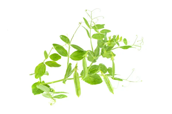 Branch of young green sugar snap peas, fresh sweet green pea pod, isolado em um fundo branco — Fotografia de Stock