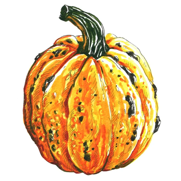 Fresh orange pumpkin, autumn harvest, closeup isolated, hand drawn watercolor illustration on white background — Stock Photo, Image