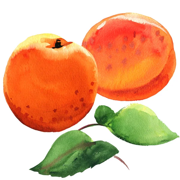 Färsk söt aprikos frukt, två saftiga mogna aprikoser med gröna blad, isolerade, ritade akvarell illustration på vit — Stockfoto