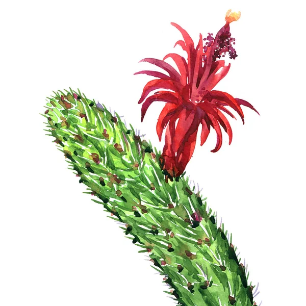 Kaktus dengan bunga merah terisolasi, Echinopsis Lobivia kaktus berduri, closeup, gambar gambar gambar tangan cat air pada warna putih — Stok Foto