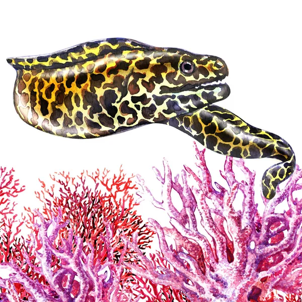 Honeycomb Moray Eel pescado con corales aislados, acuarela dibujada a mano ilustración en blanco —  Fotos de Stock