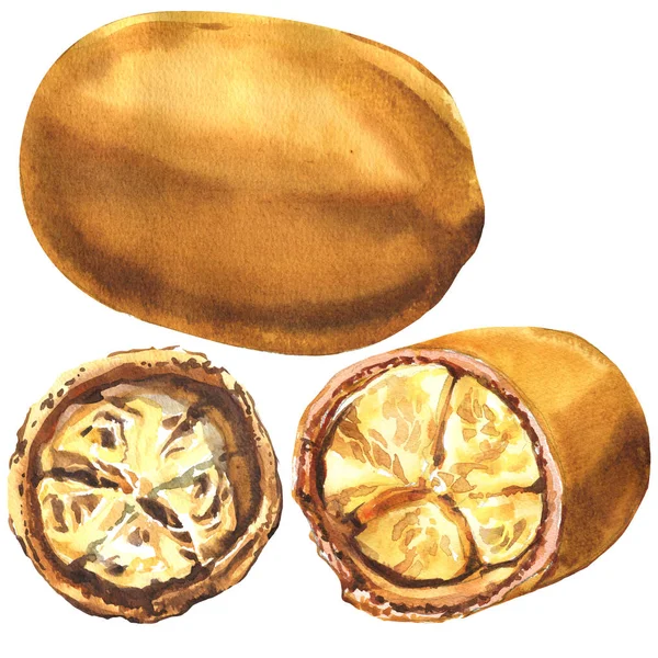 Bruin cupuacu, Braziliaans fruit, geheel en helft geïsoleerd, hand getekende aquarel illustratie op wit — Stockfoto