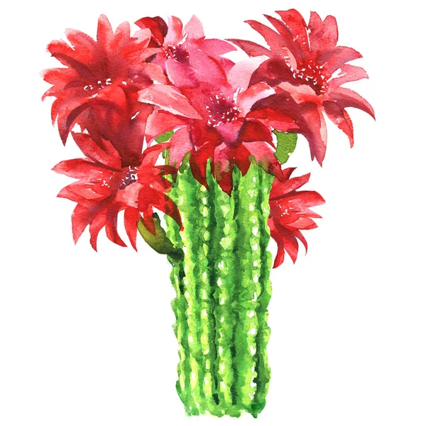 Kaktus kolczasty Kaktus Echinopsis Lobivia, zbliżenie, czerwony kwiat na białym tle, akwarela ilustracja na białym tle — Zdjęcie stockowe