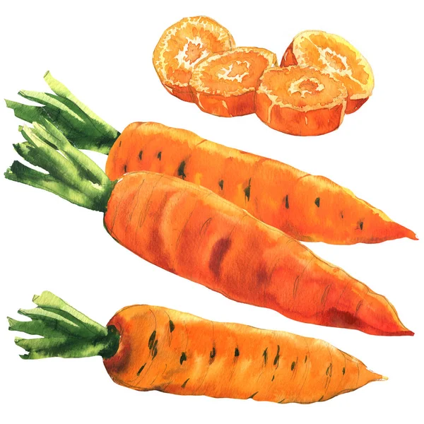 Zanahoria fresca entera, trozos redondos cortados, zanahorias establecidas, alimentos, vegetales aislados, acuarela dibujada a mano ilustración en blanco —  Fotos de Stock