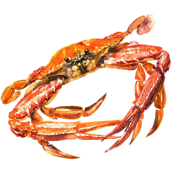 Gotowane crab piasek, kraba gotowane niebieski pływak na białym, akwarela ilustracja na białym tle — Zdjęcie stockowe