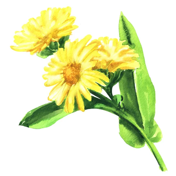 Calendula officinalis. Körömvirág virág, levél, elszigetelt, kézzel rajzolt akvarell illusztráció, fehér — Stock Fotó