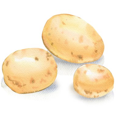 Beyaz arka plan üzerinde izole üç genç ham patates. Hasat, taze organik bütün patates sebze, yemek nesne