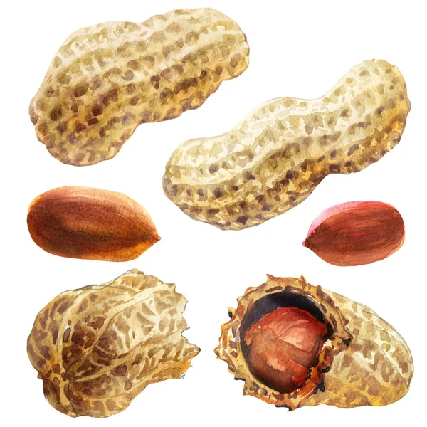 Cacahuètes et cacahuètes craquelées séchées, cacahuètes crues, noix biologiques isolées, aquarelle dessinée à la main illustration sur blanc — Photo