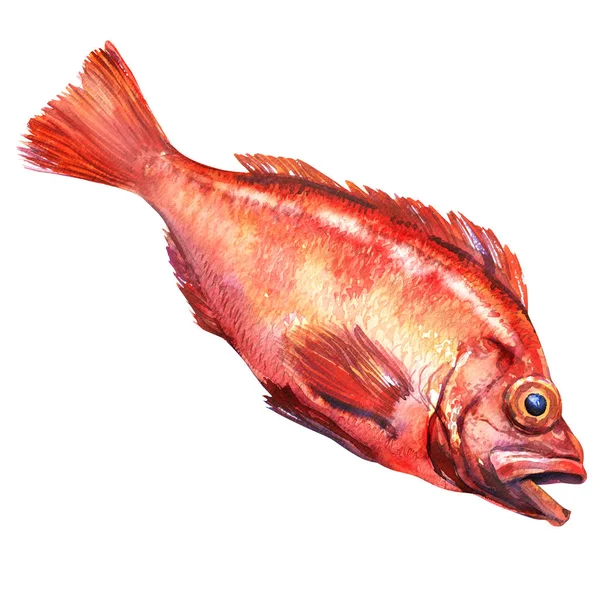 Sébaste, le poisson rose, Sebastes norvegicus, perche océanique, mérou de mer, sébaste, isolé, aquarelle dessinée à la main illustration — Photo
