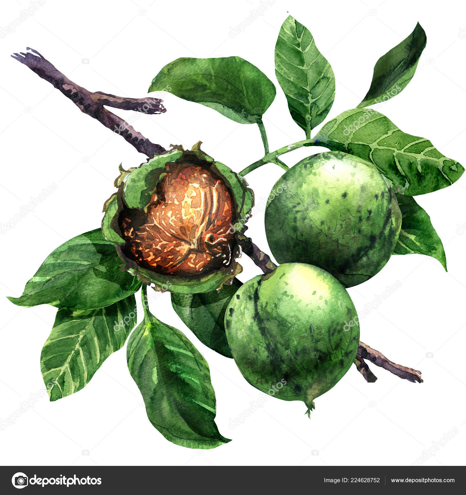 guava fa levelek a fogyáshoz zsírégetést fogyás nélkül