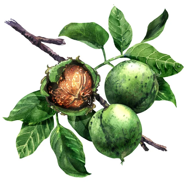 Nuez madura, nuez, nueces frutos rama de árbol verde con hojas aisladas, acuarela dibujada a mano ilustración en blanco — Foto de Stock