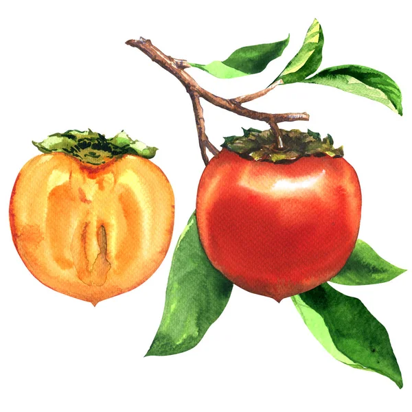 Gren av mogen sharonfrukt med blad och sice, hälften av färska persimon isolerad, handritad akvarell illustration på vit — Stockfoto