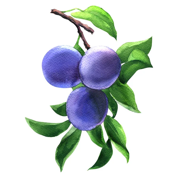 Branch with three ripe plums and leaves isolated, blue tasty fruits, hand drawn watercolor illustration on white — Stock Photo, Image