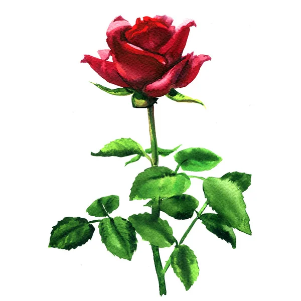 Krásné romantické úhrady červené, růžové růže, jediný květ s listy izolované, akvarel ručně kreslené ilustrace na bílém — Stock fotografie