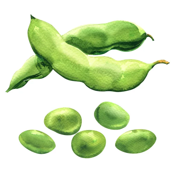 Čerstvý zelený hrášek, čerstvé fazole, zdravé potraviny, bio zelenina, izolované, ručně tažené akvarel ilustrace na bílém — Stock fotografie
