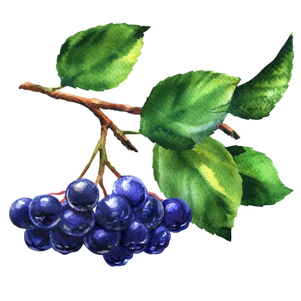 Tak van zwarte chokeberry, aronia melanocarpa, verse aronia bessen met bladeren, geïsoleerd, aquarel illustratie van de hand getrokken op wit — Stockfoto