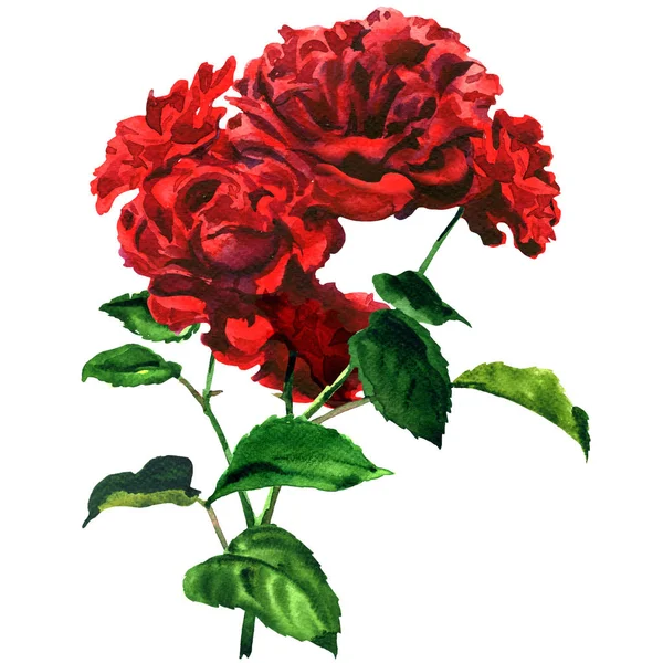 Schöne zarte rote Rose, Blumenstrauß, romantisches Geschenk, Blume mit Blatt isoliert, handgezeichnete Aquarell-Illustration auf Weiß — Stockfoto