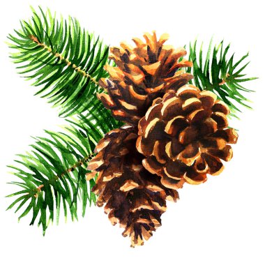 Şube ile üç kahverengi koniler, Noel dekorasyonu, yeni yıl kompozisyon, dekor eleman izole, çam, beyaz zemin üzerine çizilmiş suluboya resim teslim