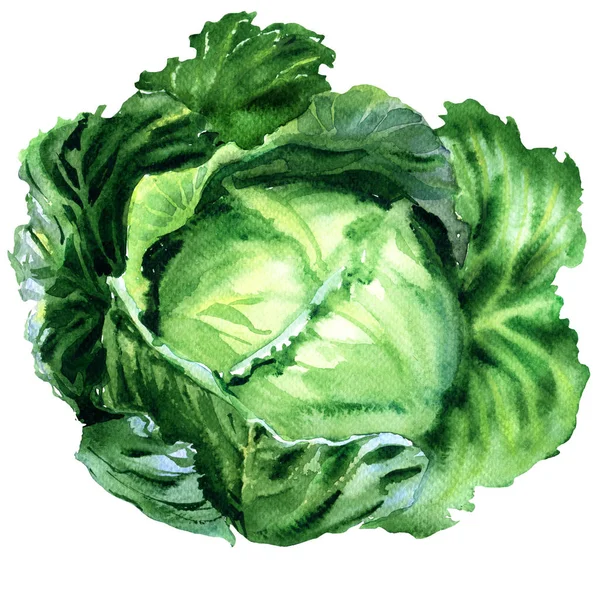 Fresh organic green leafy cabbage, garden raw vegetable, food object isolated, hand drawn watercolor illustration on white — Stock Photo, Image