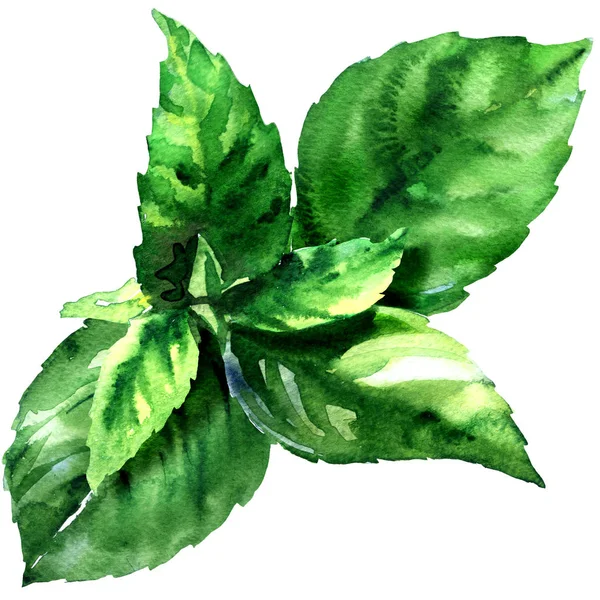 Gyógynövény friss zöld bazsalikom levelek, Ocimum basilicum, fűszer gyógynövény, elszigetelt, közelről, kézzel rajzolt akvarell illusztráció, fehér — Stock Fotó