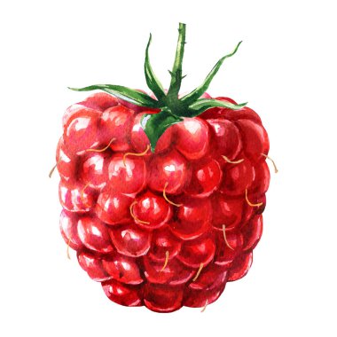 Taze Olgun kırmızı ahududu, yeşil yaprak, organik gıda, izole, tatlı, tatlı sulu berry el Beyaz üzerine çizilmiş suluboya resim