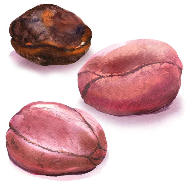 Hela cola nötter, kola nut, afrikansk frukt, bitter kola, nigeriansk traditionell mat, närbild, isolerad, hand dras akvarell illustration på vit — Stockfoto