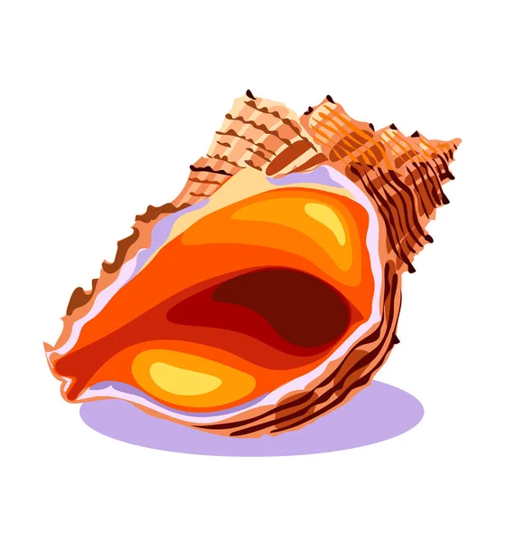 A közeli, tengerre shell, object elszigetelt, nyári koncepció, szimbólum, ikon, vektoros illusztráció a fehér óceán kagyló — Stock Vector