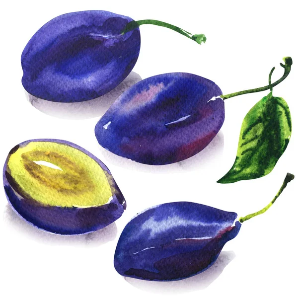 Uppsättning av mogna söta blå plommon, hela plommon med gröna löv och hälften, frukt isolerade, vegetarianmat, handritad akvarell illustration på vit — Stockfoto