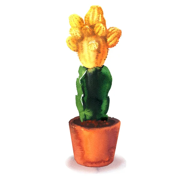 Cactusbloem, gele bloem, sappige in pod, gymnocalycium bonte, tropische bloesem cactus soorten, bloeiende groene kamerplant, hand getekende aquarel illustratie op wit — Stockfoto