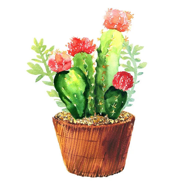Cactus met roze bloem, sappige in pod, tropische bloesem cactus soorten, groene kamerplant, ontwerp met bloemen, bloei hand getekende aquarel illustratie op wit — Stockfoto