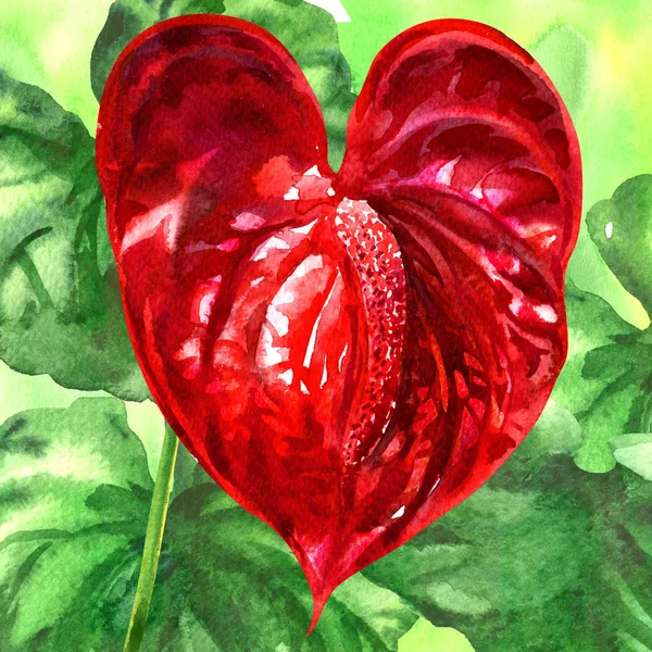 Red anthurium, tailflower, pigtail flamingo flower bloom in garden, laceleaf with green leaves, close up, hand drawn watercolor illustration — Stock Photo, Image
