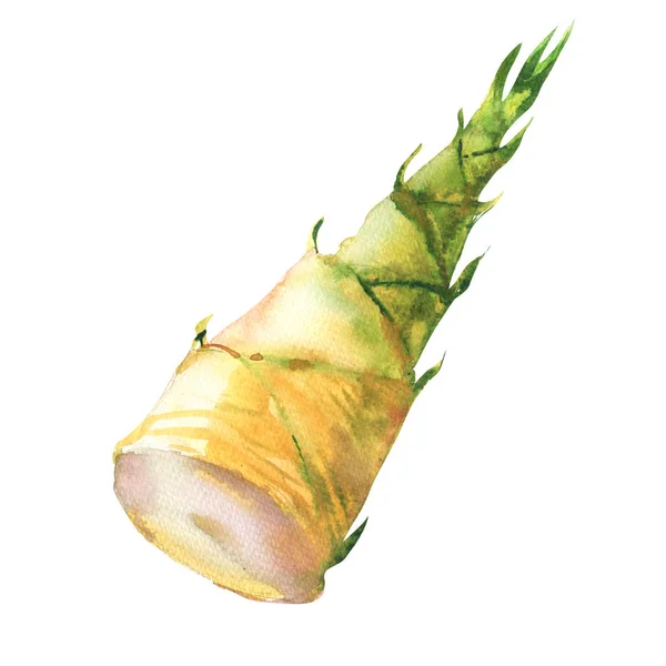 Verse bamboo shoot geïsoleerd, vegetarische gerechten, voorjaar jonge bamboe, aquarel illustratie van de hand getrokken op wit — Stockfoto