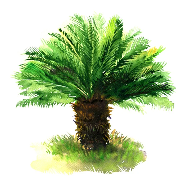 Sago palmträd med grönt gräs, tropiska sago kärlväxter, japanska eller king sago, isolerad, handritad akvarell illustration på vit — Stockfoto