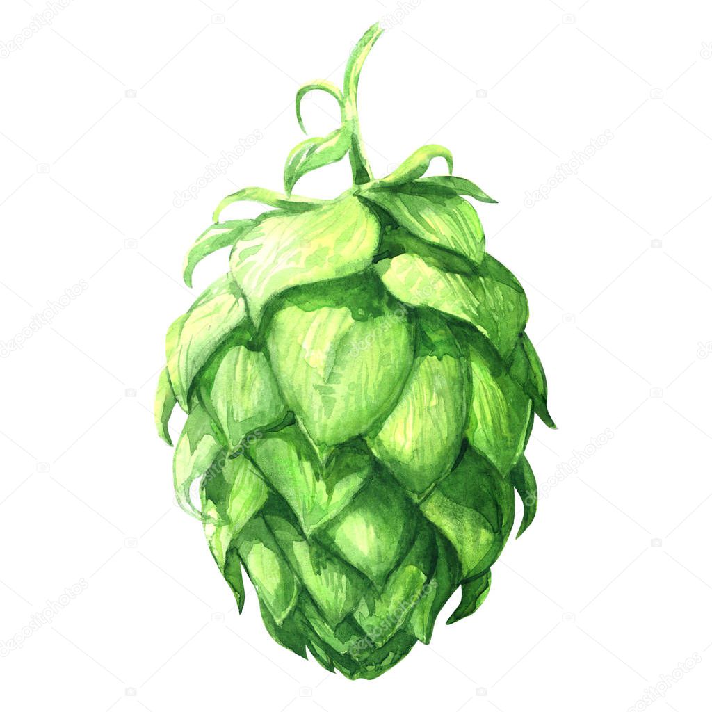Fresh green hop, brewery of beer production, close-up isolated plant, hand drawn watercolor illustration on white