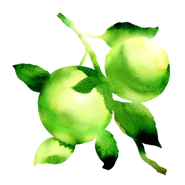 Apel hijau matang dengan daun pada cabang, cabang apel organik, buah-buahan segar terisolasi, gambar tangan cat air ilustrasi pada warna putih — Stok Foto