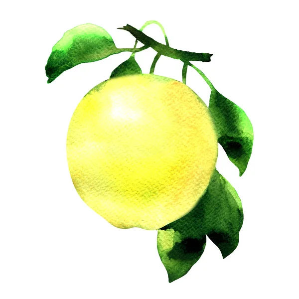 Pomme jaune mûre sur une branche aux feuilles vertes, fruits frais juteux isolés, aquarelle dessinée à la main illustration sur blanc — Photo