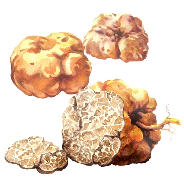 Celek a plátek bílé lanýže, vzácné houby, tuber magnatum, izolované, akvarel ručně kreslené ilustrace na bílém — Stock fotografie