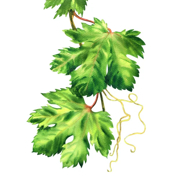 Grape branch, vine leaves, fresh green leaf, isolated, hand drawn watercolor illustration on white — Stock Photo, Image