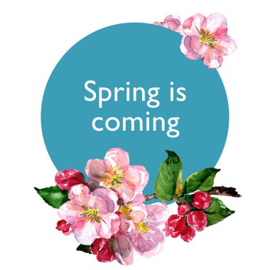 Pembe elma çiçek şube, metin, yeni gelişen elma, Bahar kavramı, mavi daire üzerinde çiçek açan çiçekler izole, beyaz üzerine elle çizilmiş suluboya resim