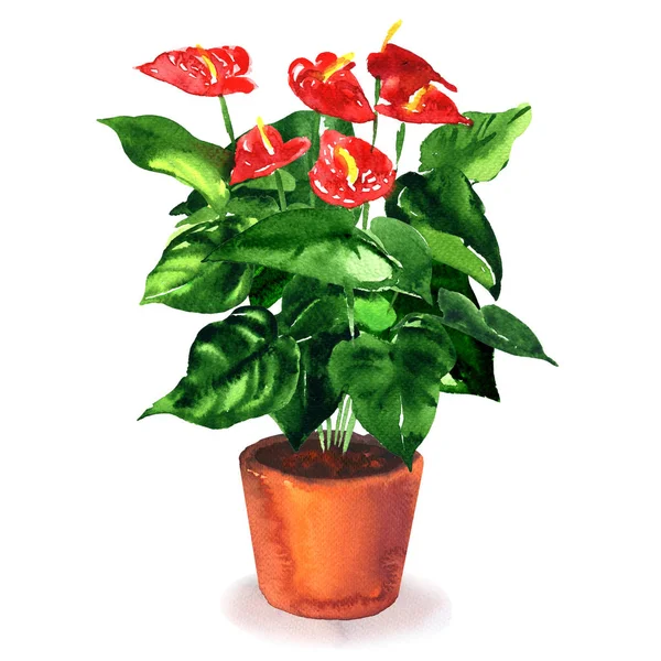 Anthurium, fiore di fenicottero, pianta fiorita con fiori rossi in vaso da fiori marrone, isolato, disegno ad acquerello disegnato a mano su bianco — Foto Stock