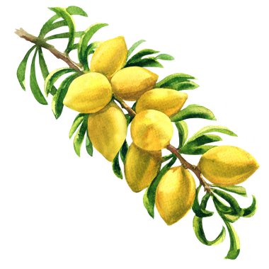 Taze argan ağacı, Argania spinosa, meyve ile dal, dal, beyaz üzerine elle çizilmiş suluboya illüstrasyon izole, fındık
