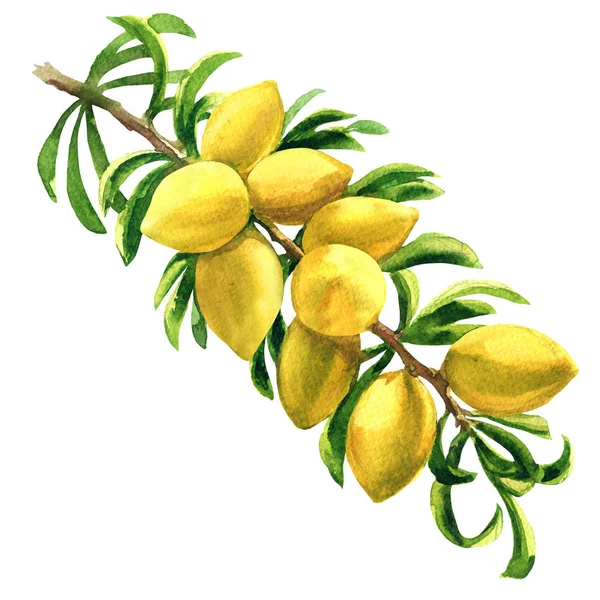 Δέντρο Αργκάν φρέσκο Argania spinosa, υποκατάστημα με φρούτα, ξηρούς καρπούς σε ένα υποκατάστημα, απομονωμένες, χέρι ακουαρέλα εικονογράφηση σε λευκό — Φωτογραφία Αρχείου