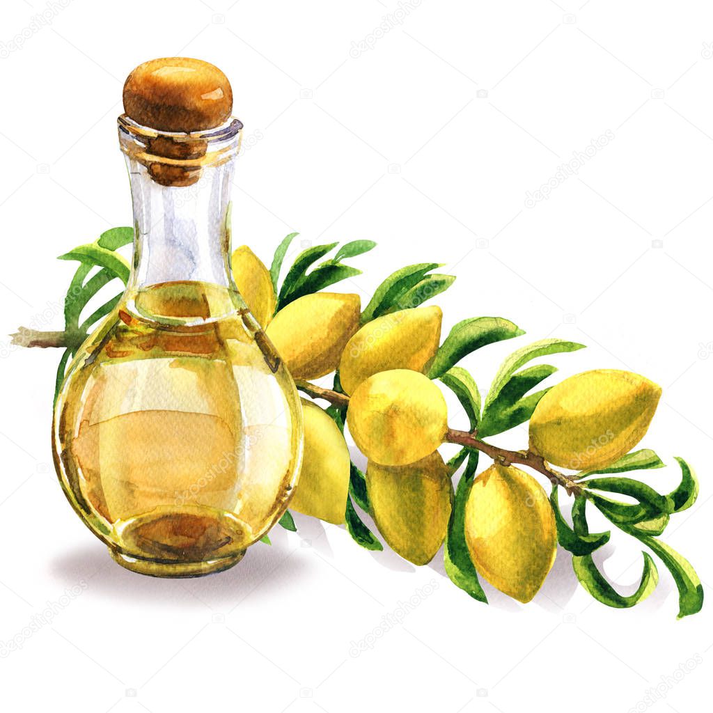 Bottle of argan oil and fresh argan tree, Argania spinosa, branch with fruits, nuts on a branch, skin care, moroccan cosmetic, isolated, hand drawn watercolor illustration on white