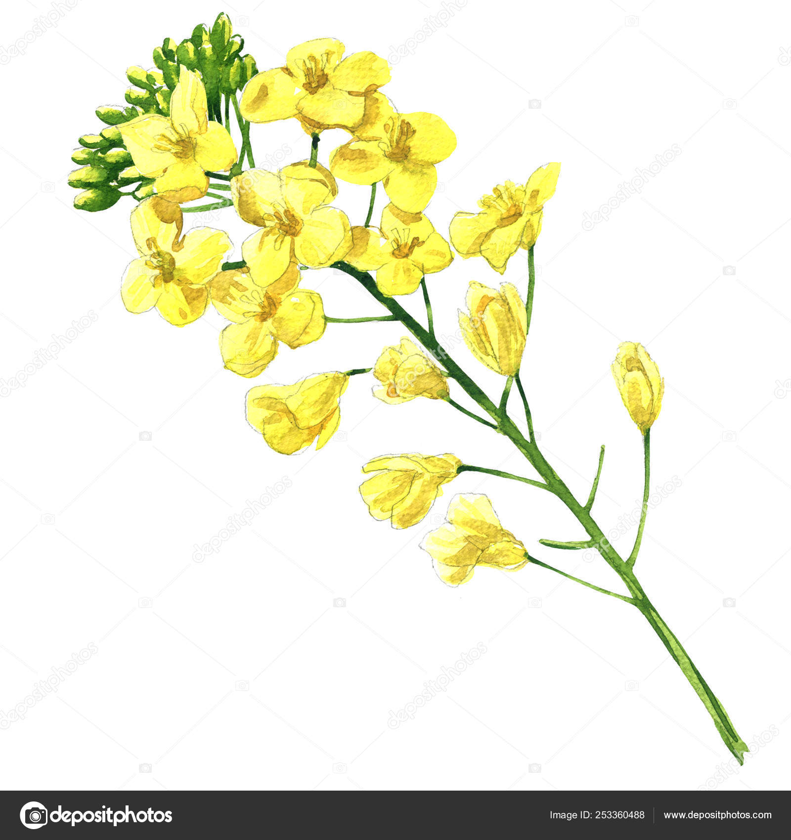 菜の花 石油産業のグリーン エネルギー 菜種キャノーラまたは菜種咲くアブラナ ワックスレス花植物を開花の分離 白の手描き水彩イラスト ストック写真 C Deslns
