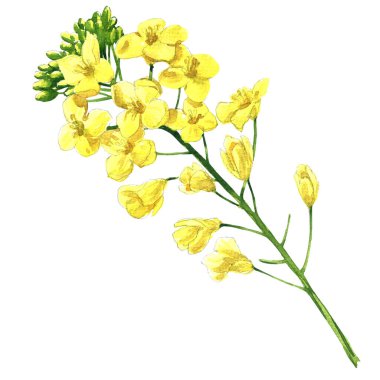 Kolza tohumu kanola veya kolza, çiçek açan brassica napus çiçek, bitki petrol endüstrisi ve yeşil enerji, çiçekli tecavüz çiçeği, izole, beyaz üzerine elle çizilmiş suluboya resim
