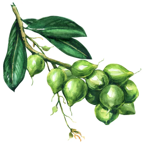 Árvore de macadâmia fresca, ramo com frutos, nozes em um ramo, produto orgânico para óleo de macadâmia, ilustração aquarela isolada, desenhada à mão em branco — Fotografia de Stock