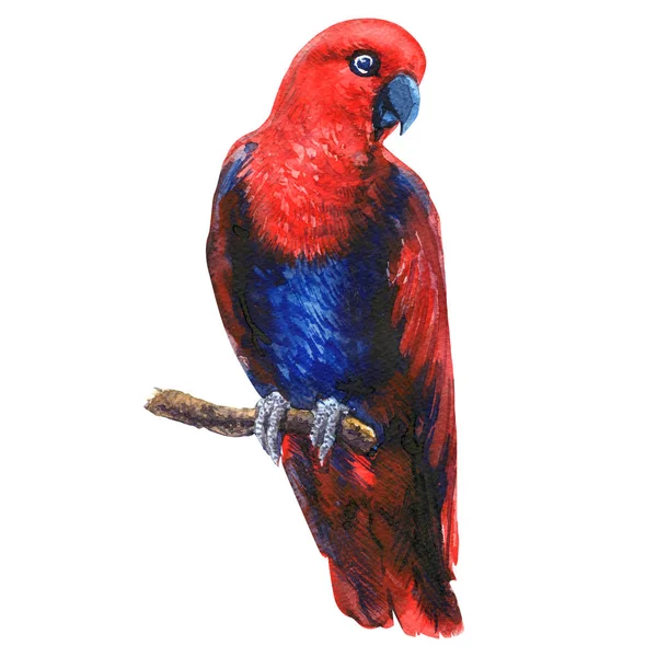 Loro rojo del eclectus en rama, pájaro femenino exótico colorido, aislado, ilustración dibujada a mano de la acuarela en blanco —  Fotos de Stock