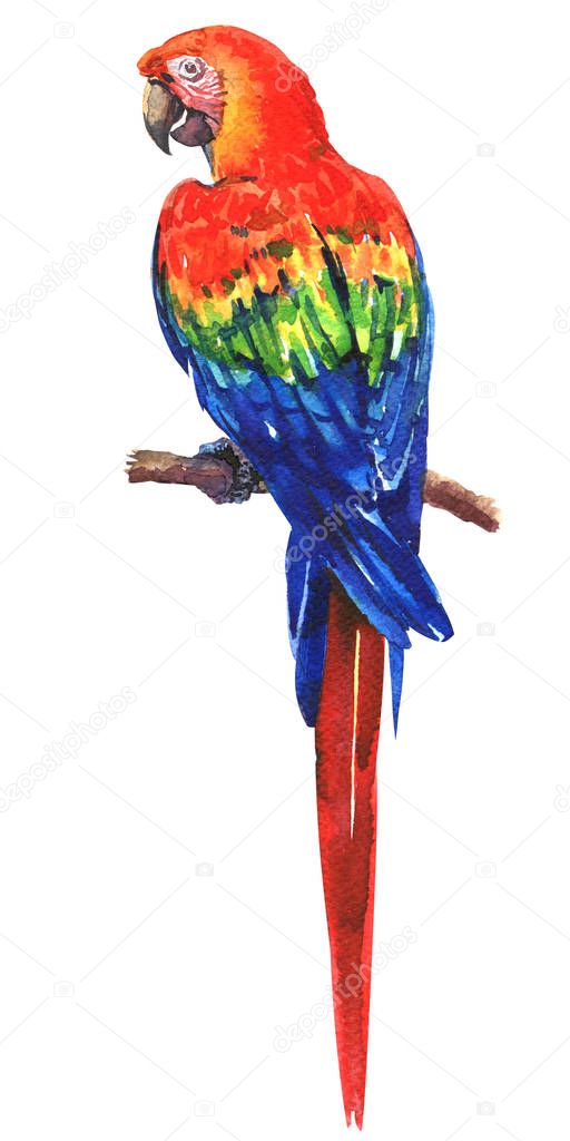 Beautiful red, blue, green Scarlet Macaw, Ara parrot on branch, colorful exotic bird, isolated, hand drawn watercolor illustration on white