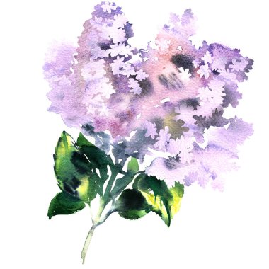 Güzel leylak dalı, çiçek buketi, bahar çiçek açan çiçek, Syringa vulgaris, izole, beyaz elle çizilmiş suluboya illüstrasyon